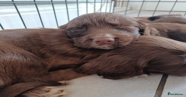 Cocker Spaniel dogs - Advert 16