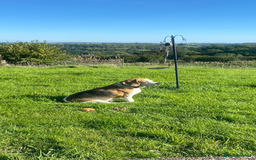 Beagle dogs for sale: 10 year old beagle up for adoption.  - Image 8