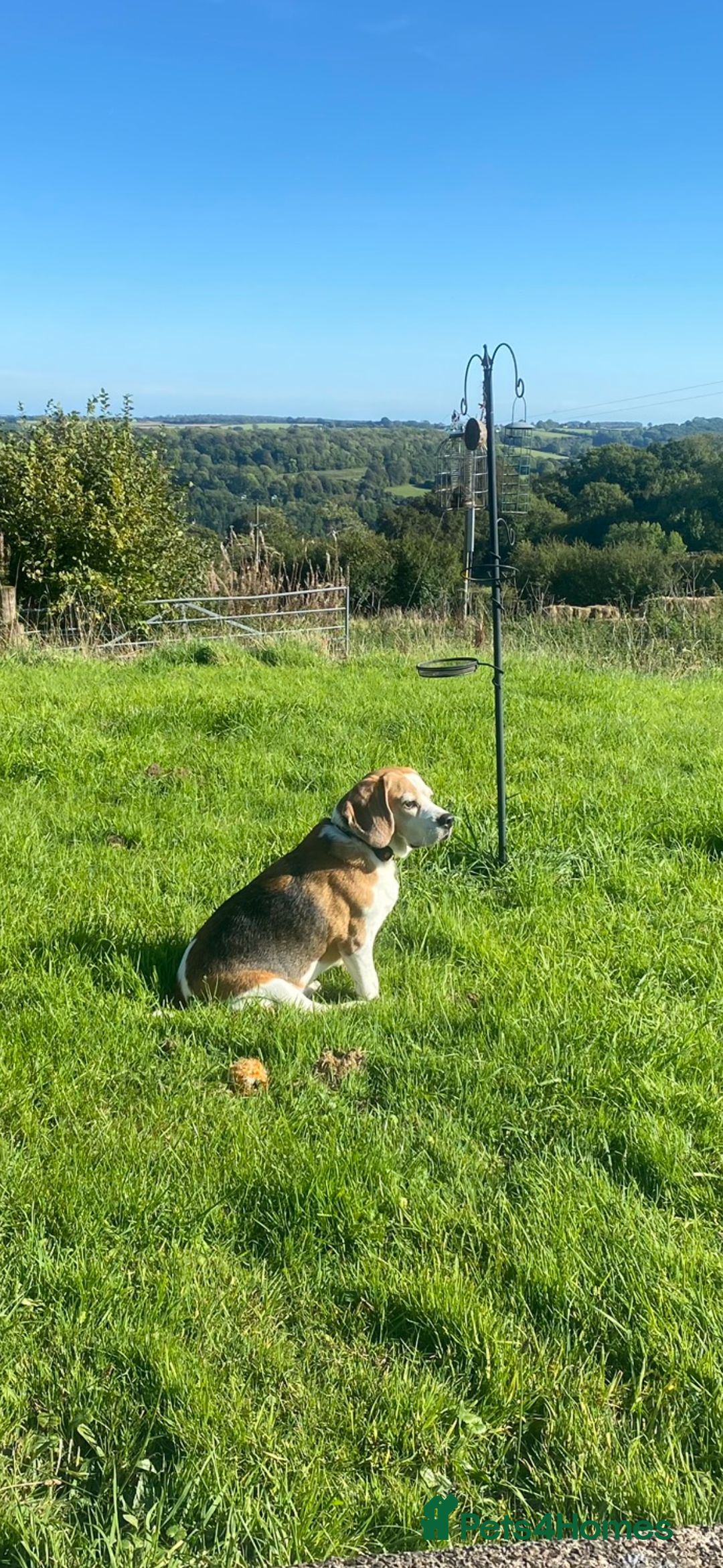 Beagle dogs for sale: 10 year old beagle up for adoption.  - Image 8