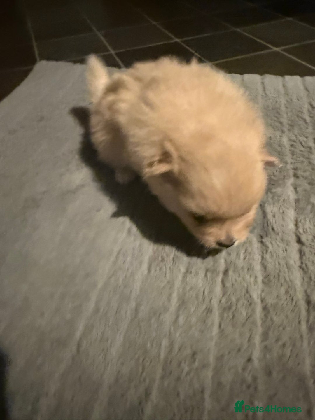 Pomeranian dogs for sale: Two Male Pomeranian’s!  - Advert 23