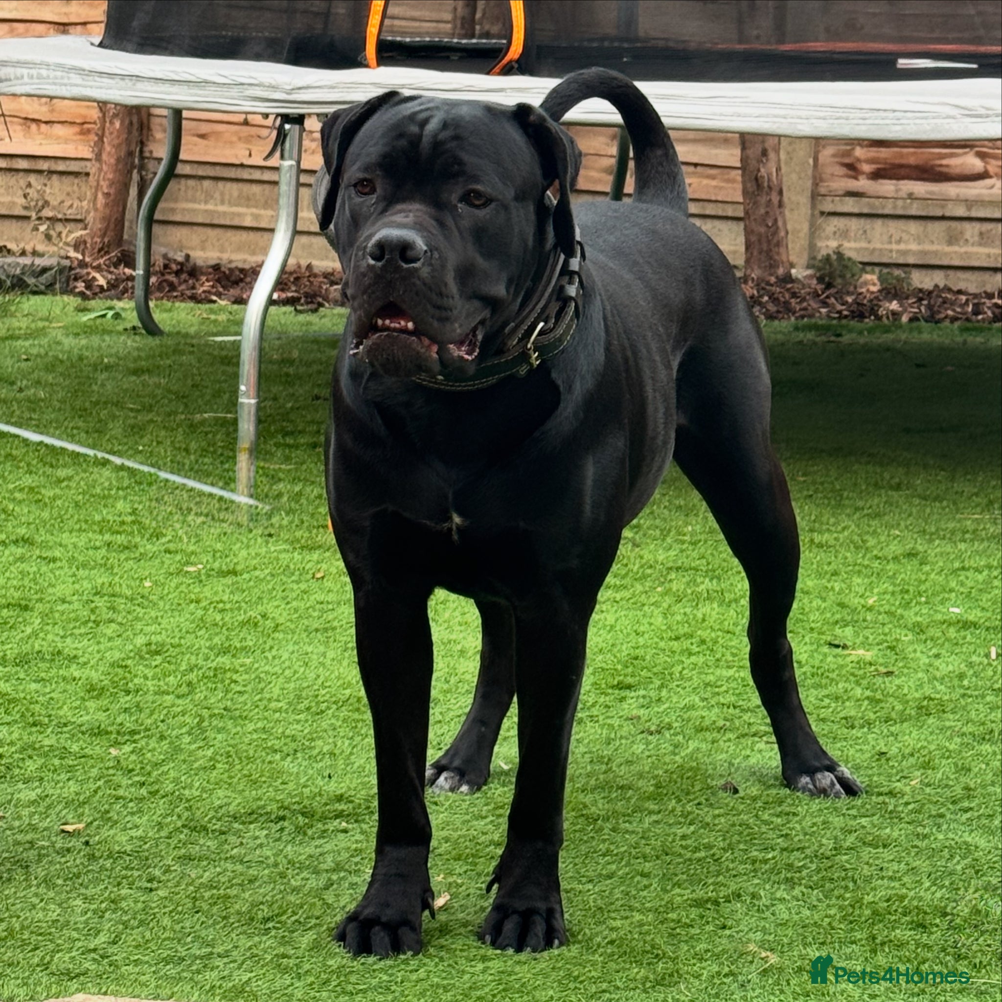 Cane Corso dogs for sale: Diamond 3 and a half year old cane corso - Advert 1