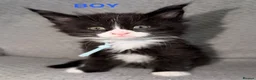 Maine Coon cats for sale: 🐾BEAUTIFUL MAINECOON KITTENS😻 3 BOYS & 2 GIRLS🐾 - Advert 17