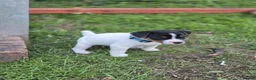 Jack Russell dogs for sale: Tess & jacks puppies - Advert 6