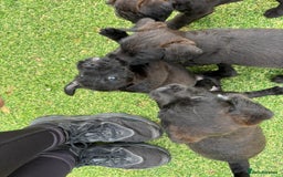 Patterdale Terrier dogs for sale: Chocolate Patterdale terriers  - Image 8