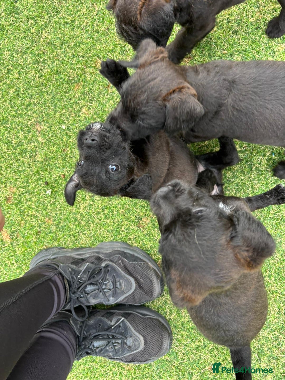 Patterdale Terrier dogs for sale: Chocolate Patterdale terriers  - Image 8