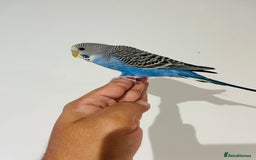 Budgerigars birds for sale: Hand reared budgies for sale  - Image 8