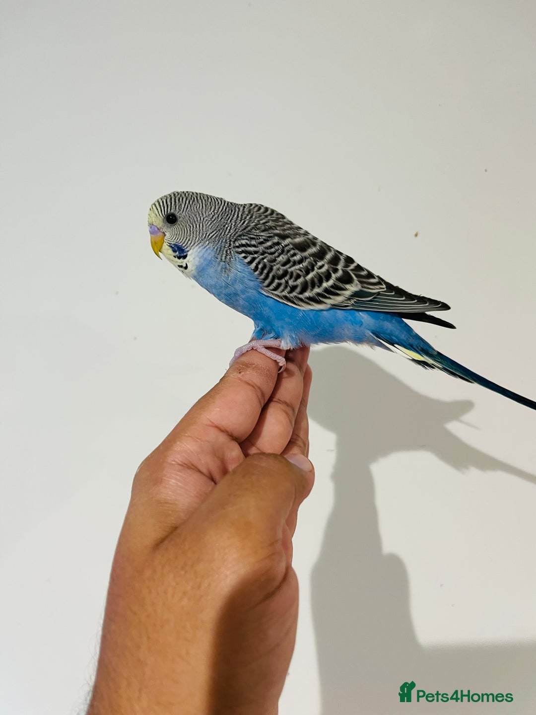 Budgerigars birds for sale: Hand reared budgies for sale  - Image 8