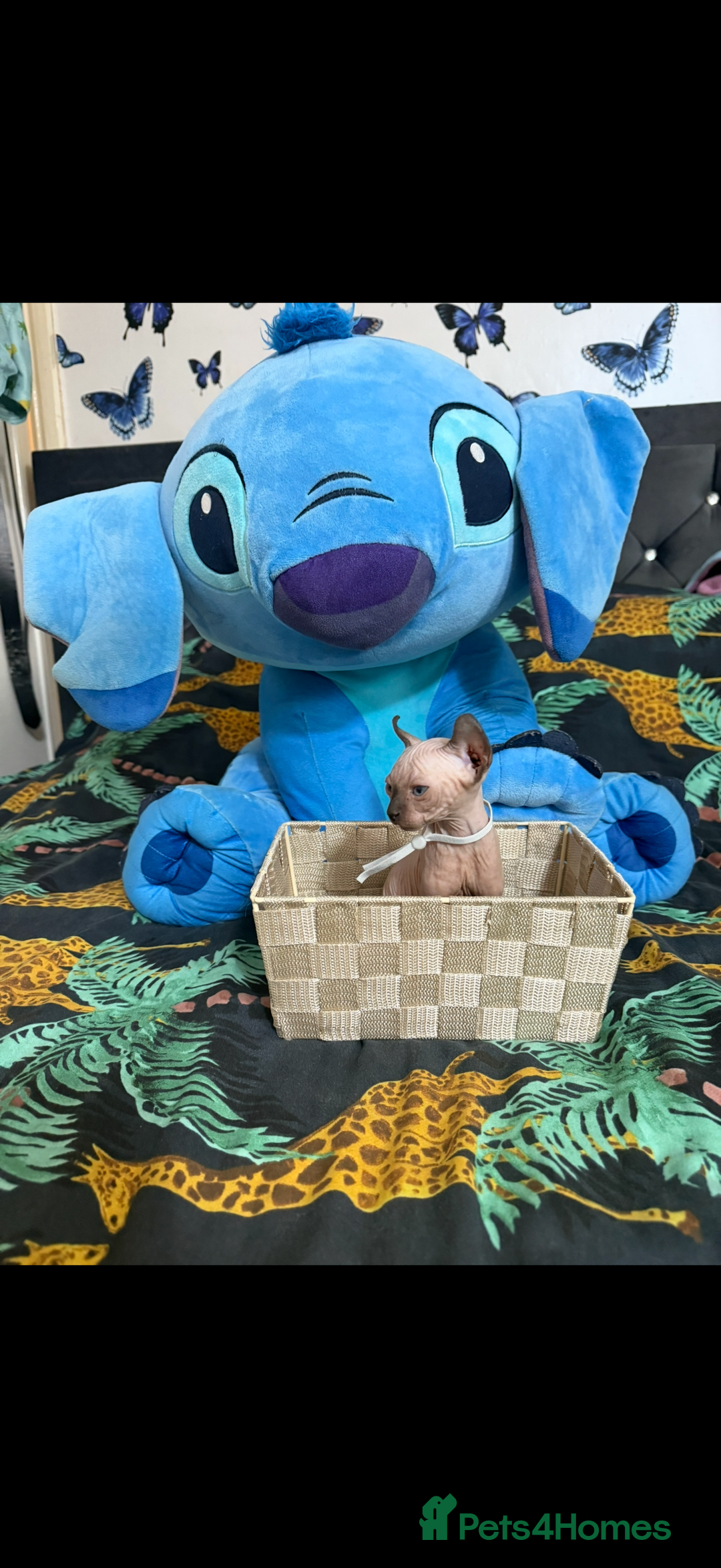 Sphynx cats for sale: Bald, bold elf blue eyes kittens  - Image 4