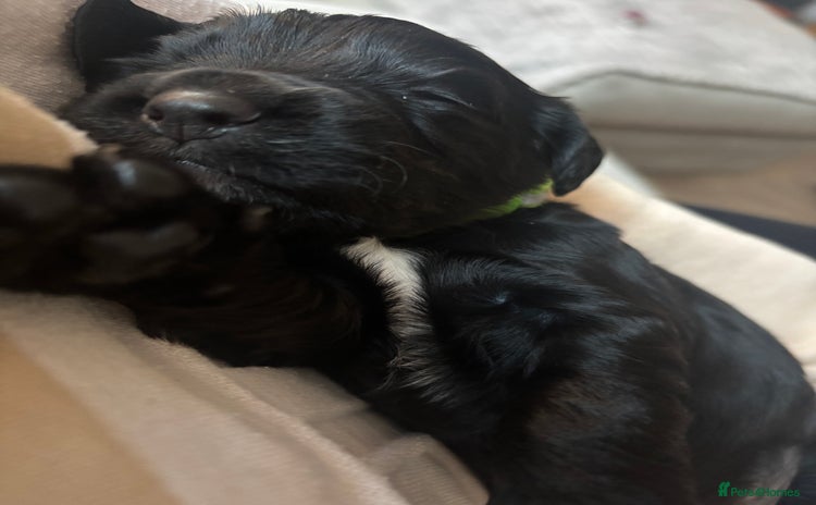 Cocker Spaniel dogs - Advert 11