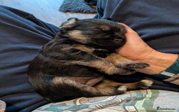 Border Terrier dogs for sale: Stunning SLEM clear KC reg blue and tan bitch pup - Image 9