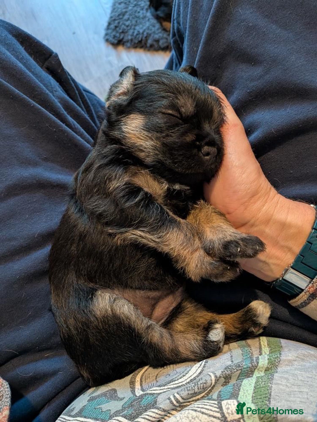 Border Terrier dogs for sale: Stunning SLEM clear KC reg blue and tan bitch pup - Image 9