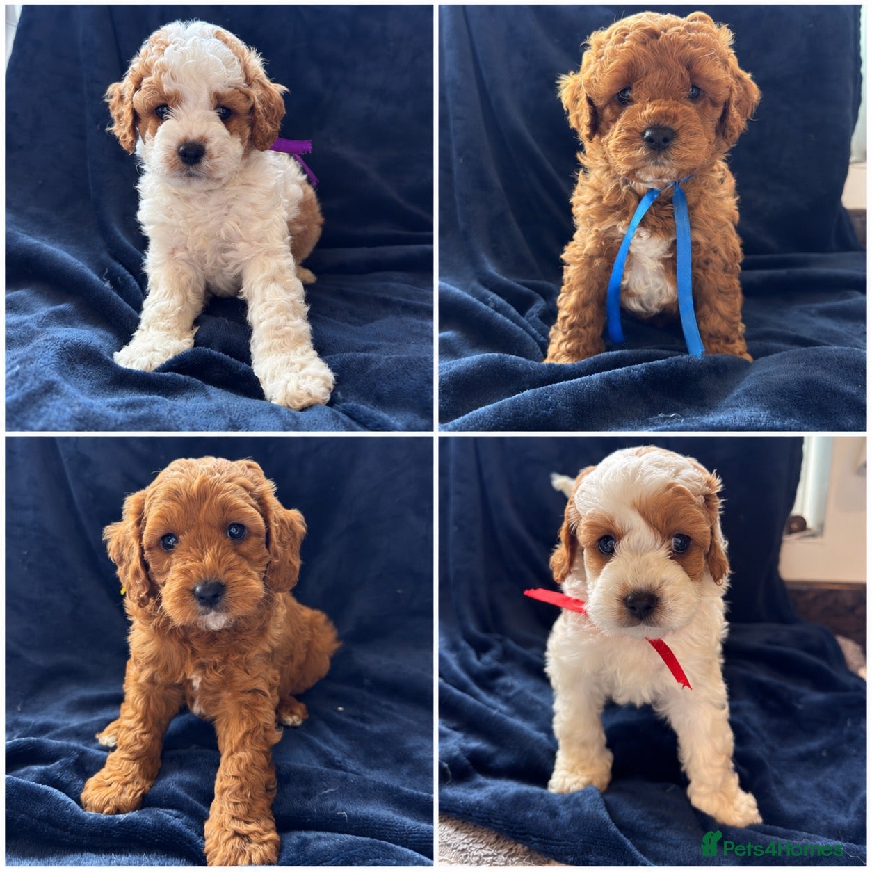 Cavapoo dogs F1b Cavapoo Puppies  - Advert 1