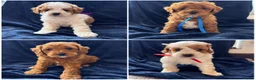 Cavapoo dogs for sale: Available TODAY ❤️ F1b Cavapoo Puppies  - Advert 13