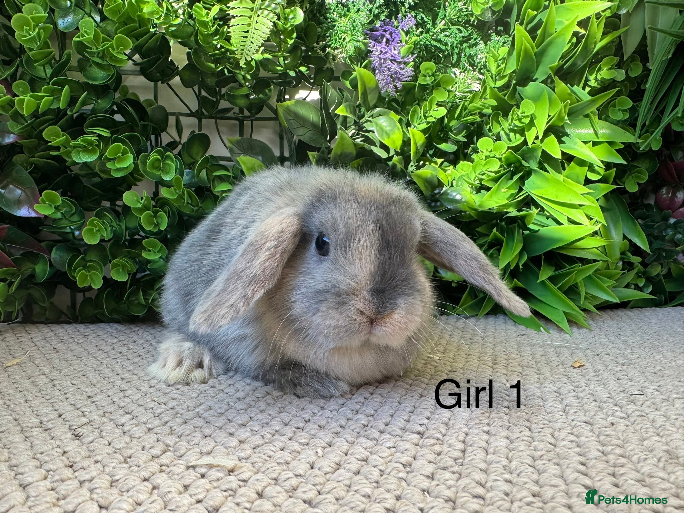 Mini Lop rabbits ⭐️ mini lops ⭐️ 1 left ready to go this weekend  - Advert 10