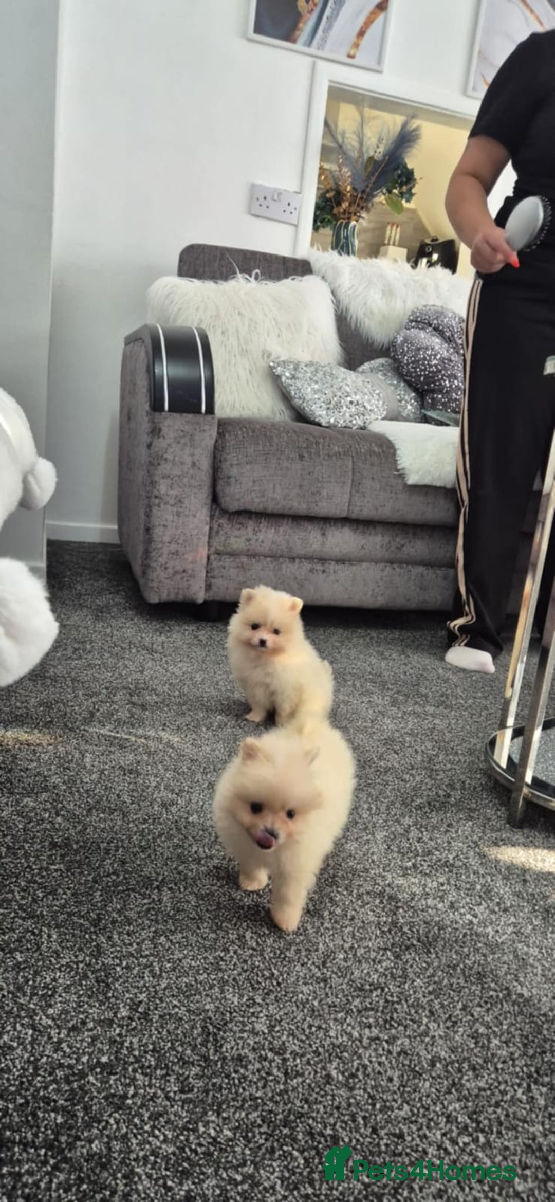 Pomeranian dogs for sale: Pomeranian stunning puppies  - Image 8