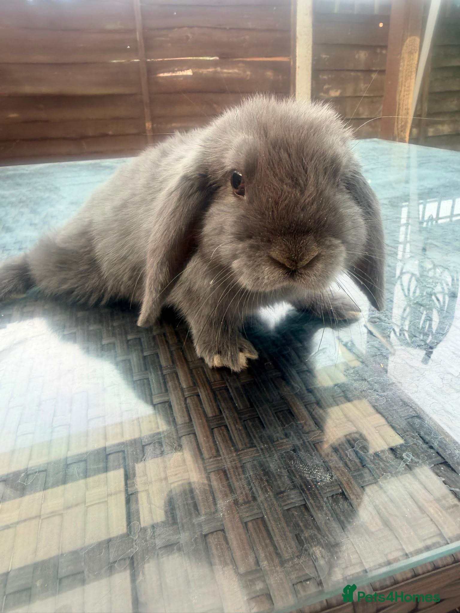 Mini Lop rabbits Grey mini lop male - Advert 3