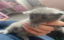 Mixed Breed cats for sale: Litter of 5 beautiful grey and Smokey kittens 🐱  - Image 1