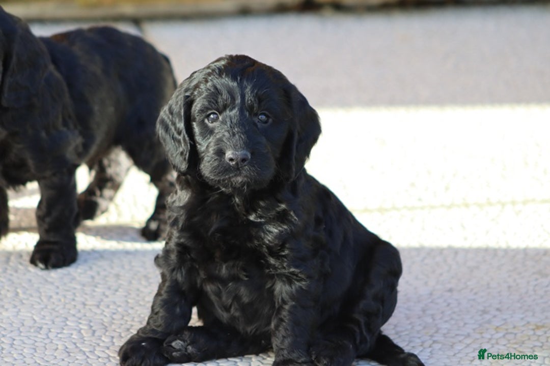 Cockapoo dogs for sale: F1 Cockapoo puppies for sale - Advert 22