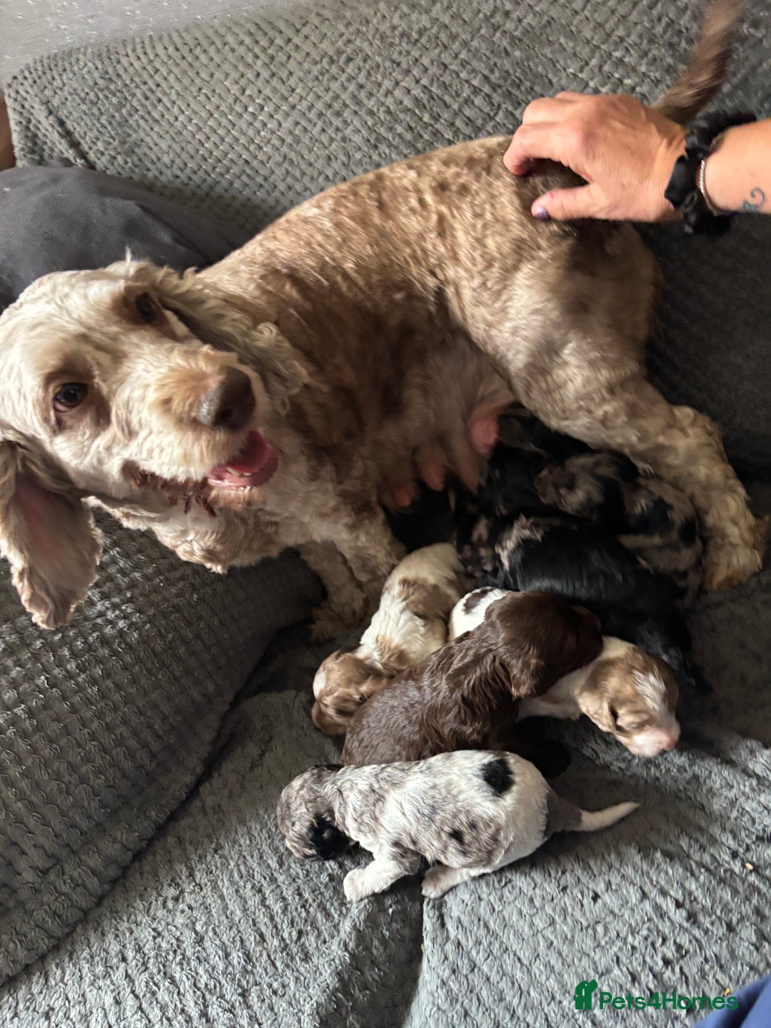 Cockapoo dogs for sale: Merle cockerpoo puppies for sale  - Image 2