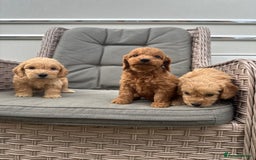 Cockapoo dogs for sale: F1 Cockapoos puppies (council licensed breeder) - Image 10