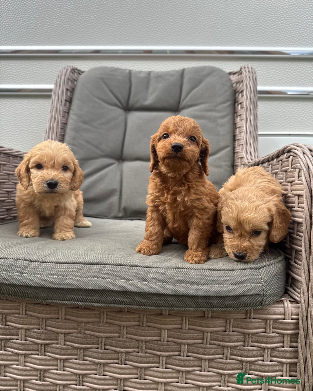 Cockapoo dogs for sale: F1 Cockapoos puppies (council licensed breeder) - Image 10