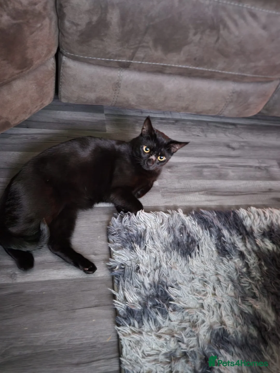 Mixed Breed cats for sale: Female sister house cats  - Advert 4