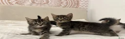 Mixed Breed cats for sale: 5 Beautiful male kittens!  - Advert 4