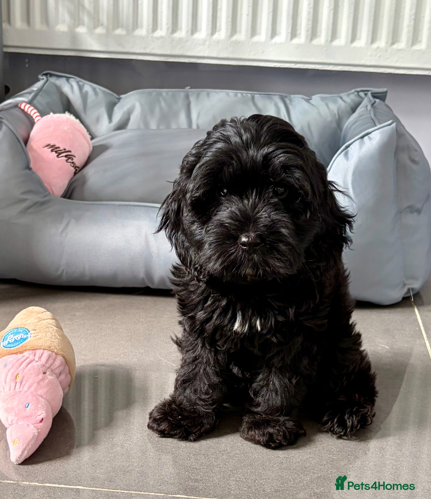 Cockapoo dogs Health tested cockapoo puppies  - Advert 1