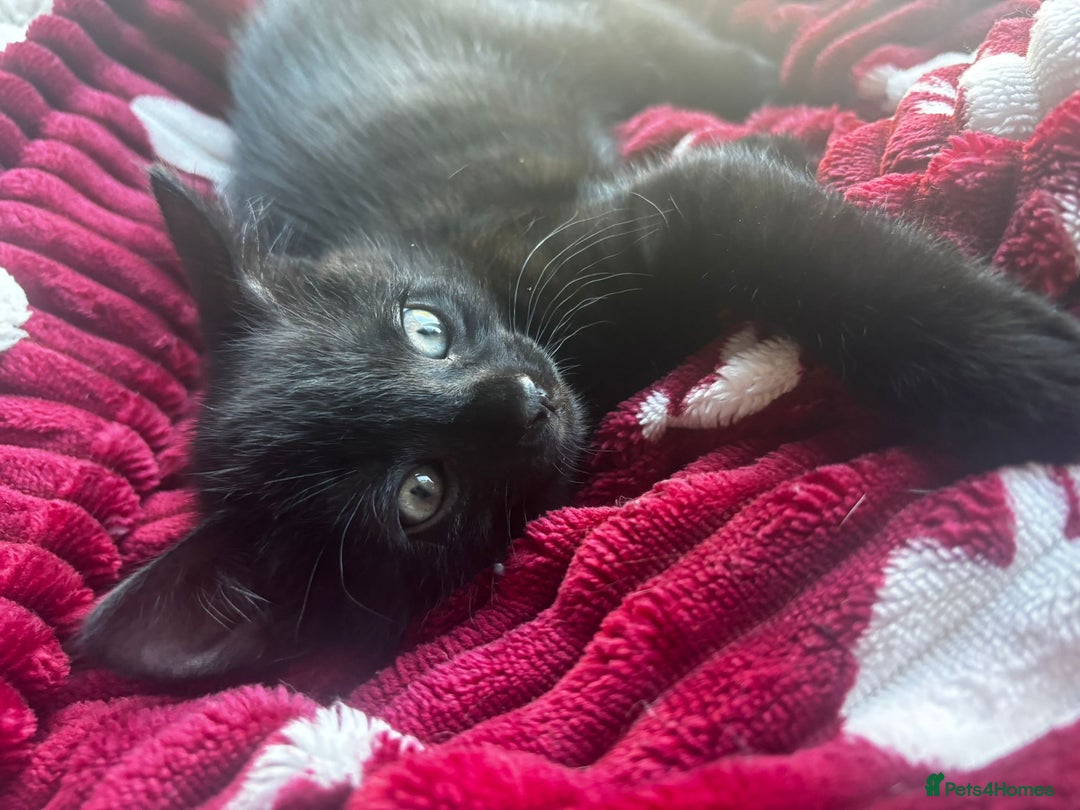 British Shorthair cats for sale: BRITISH BLUE CROSS  in Newbury - Image 1