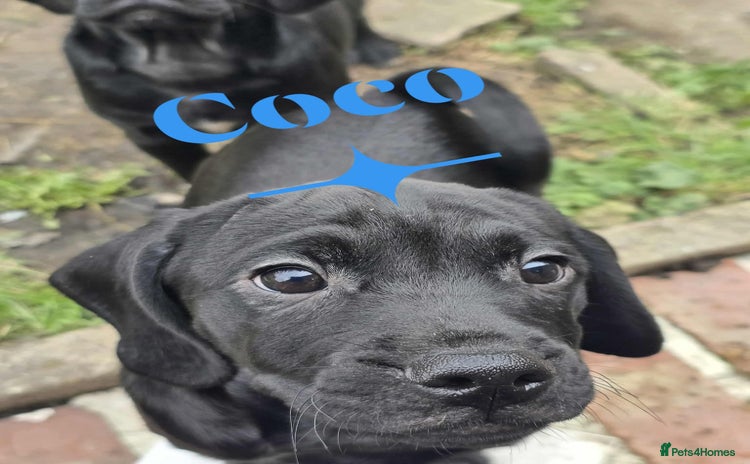 Mixed Breed dogs - Advert 8