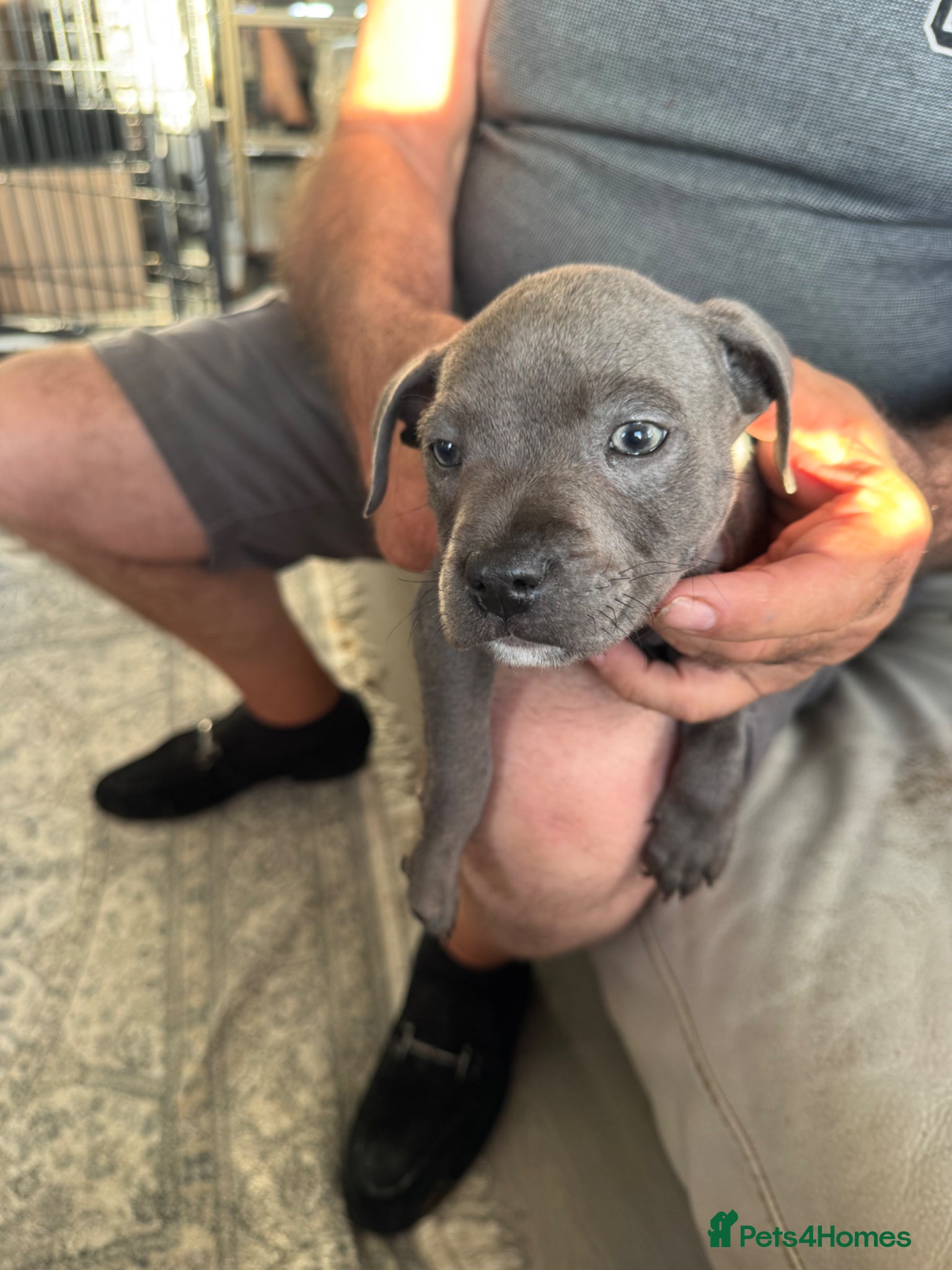 Staffordshire Bull Terrier dogs for sale: staff puppy for sale ready to go  in Cambridge - Advert 15