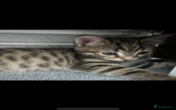 Mixed Breed cats for sale: REDUCED & READY NOW BSH x Tabby kittens  - Image 33