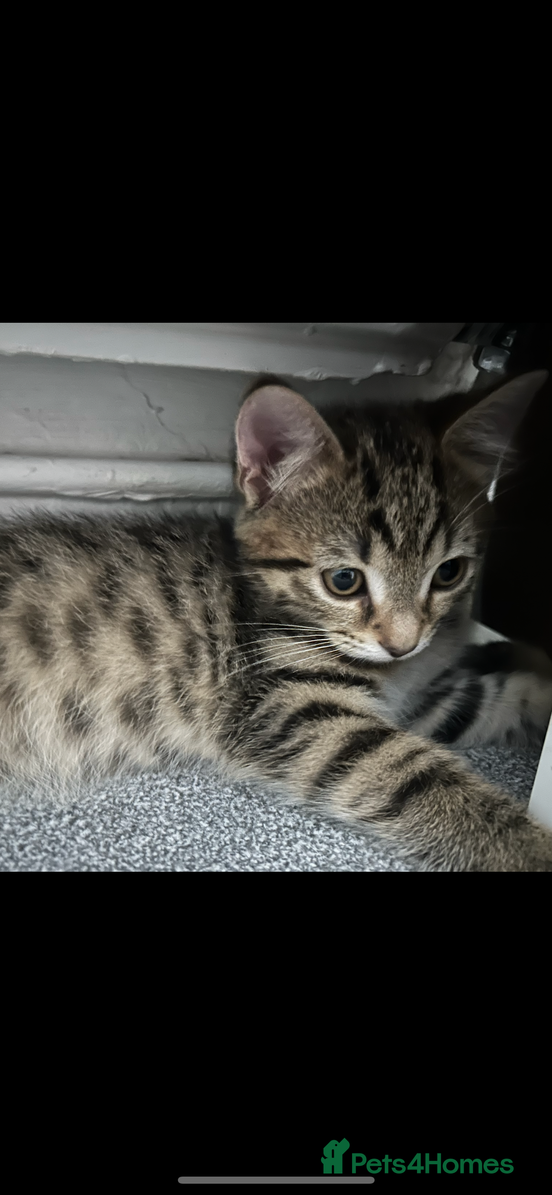 Mixed Breed cats for sale: REDUCED & READY NOW BSH x Tabby kittens  - Image 33