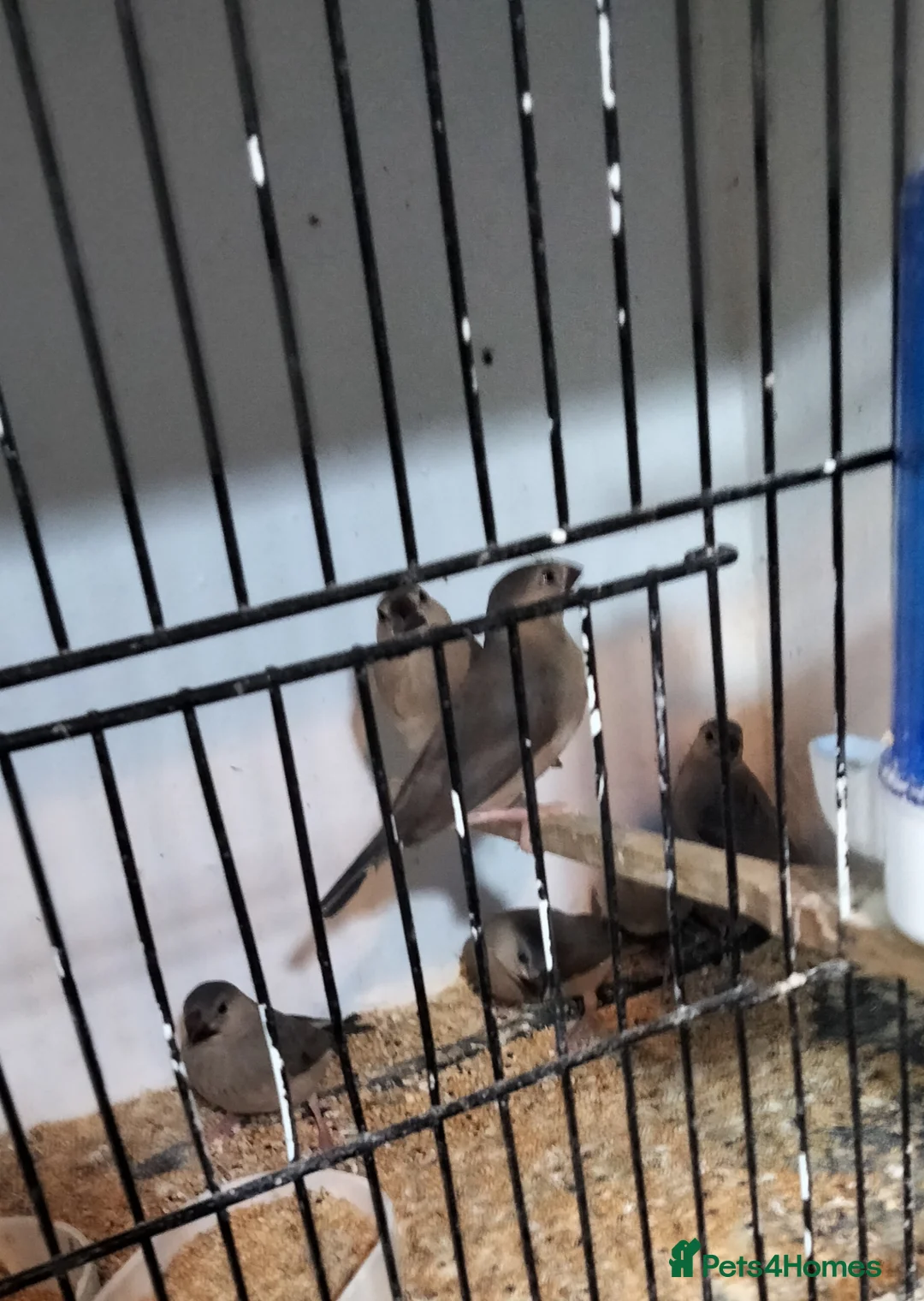 Finches birds for sale: Java sparrows  - Advert 2