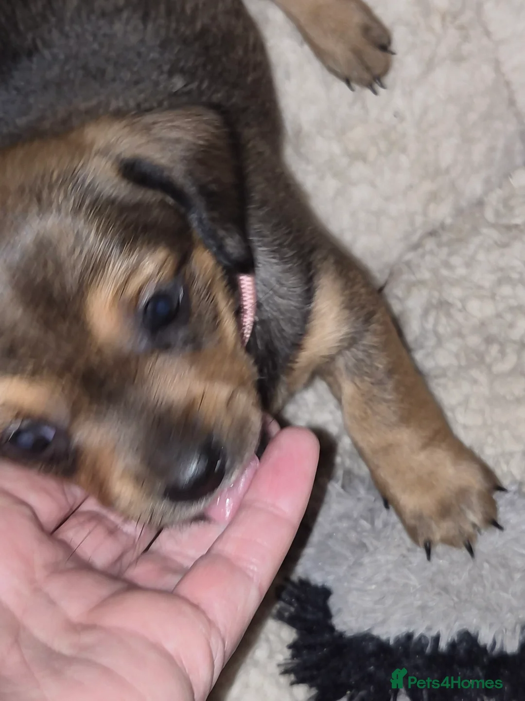 Chiweenie dogs for sale: Beautiful chiweenies  - Advert 9