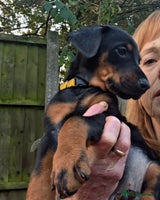 Dobermann dogs - Advert 1