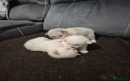 Ragdoll cats for sale: Pure ragdolls 2 flame loits 1 rare tortie - Image 6