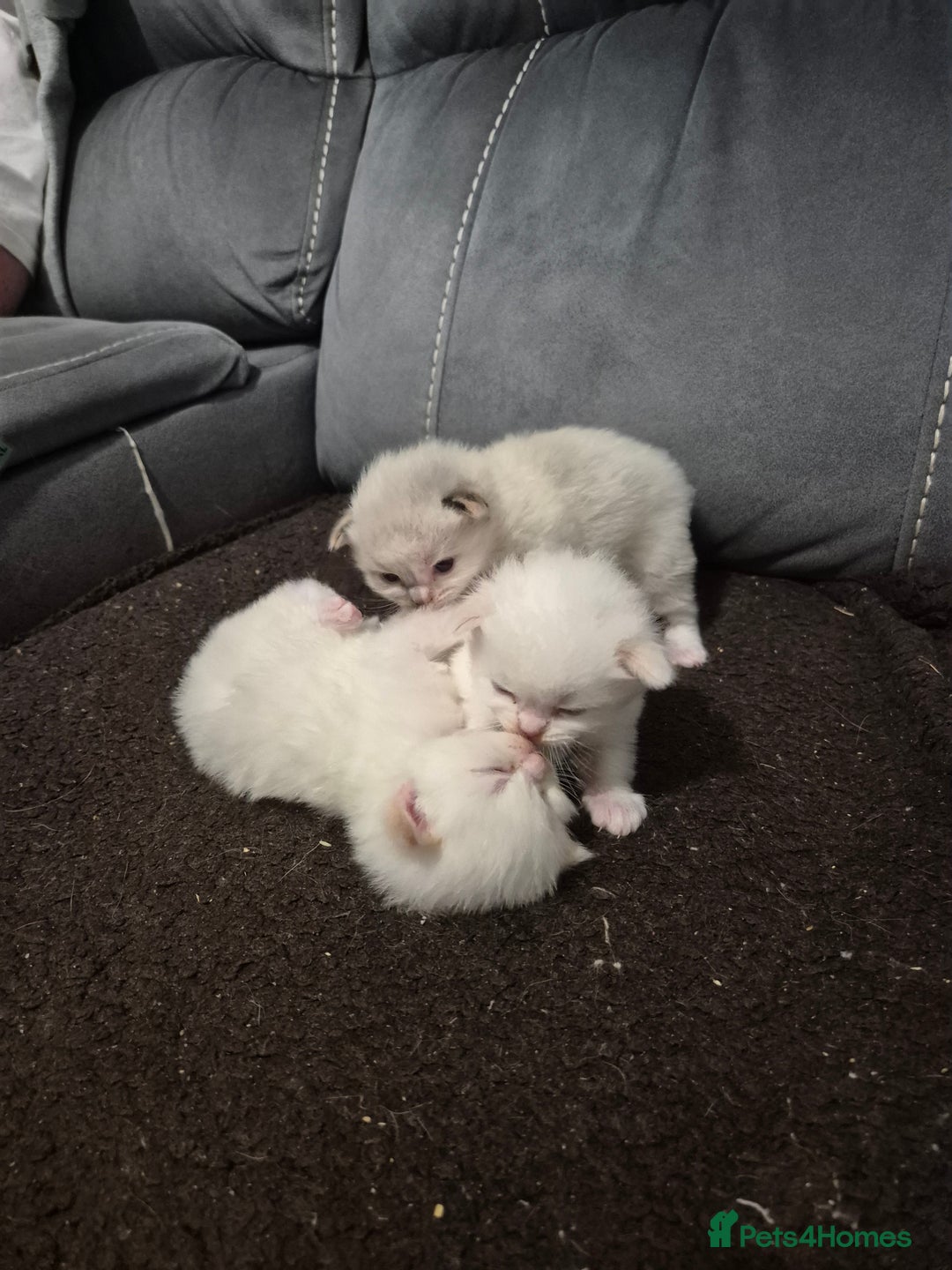 Ragdoll cats for sale: Pure ragdolls 2 flame loits 1 rare tortie - Image 6