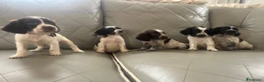 Cocker Spaniel 6