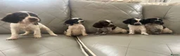 Cocker Spaniel dogs for sale: Adorable cocker spaniels  - Advert 6