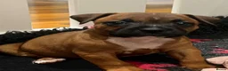 Staffordshire Bull Terrier dogs for sale: Staffordshire bull terrier puppies 🐾 - Advert 10