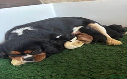 Cavapoo dogs for sale: Extensive health tested f1 cavapoo pups males  - Image 1