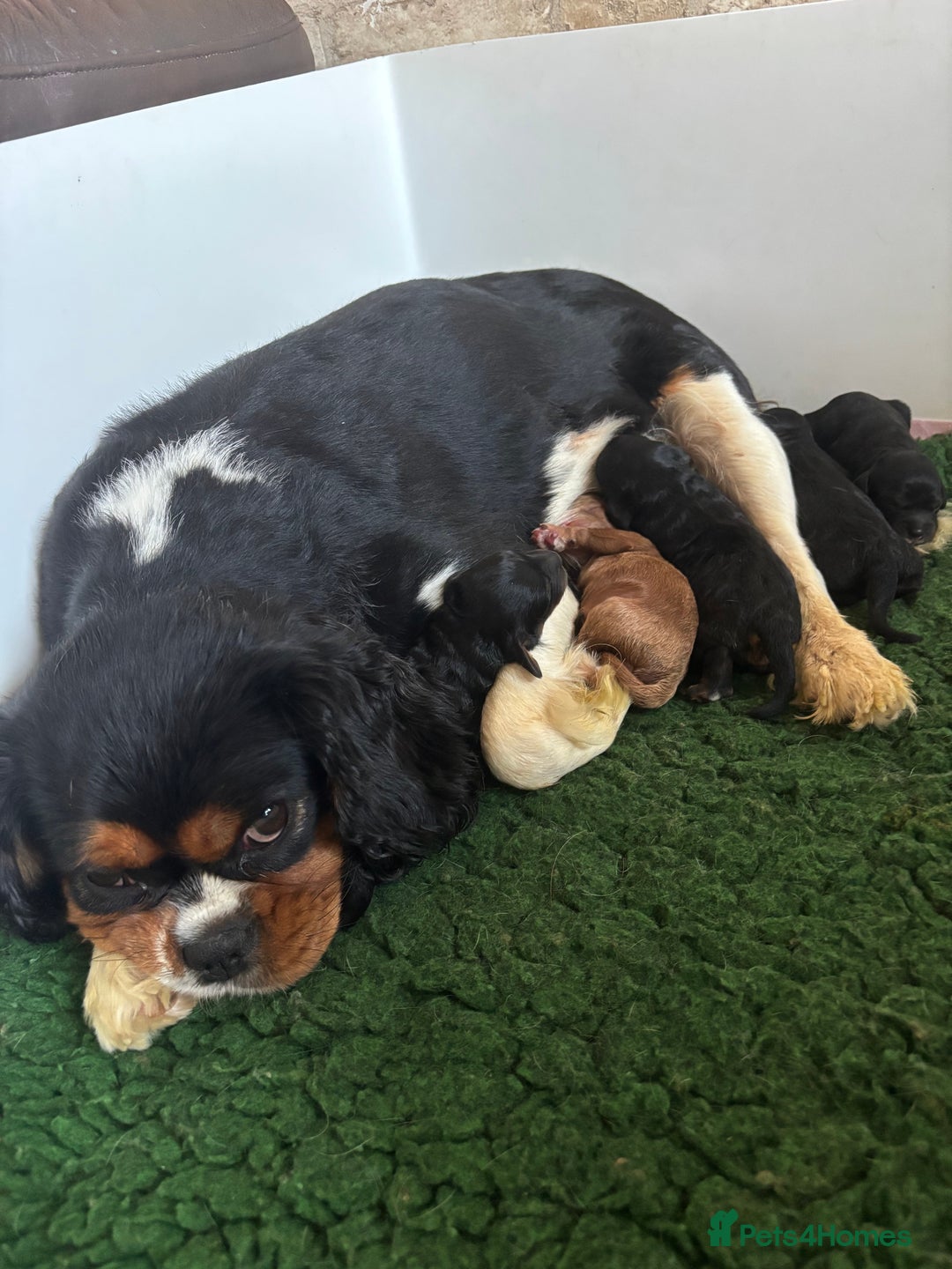 Cavapoo dogs for sale: Extensive health tested f1 cavapoo pups males  - Image 1