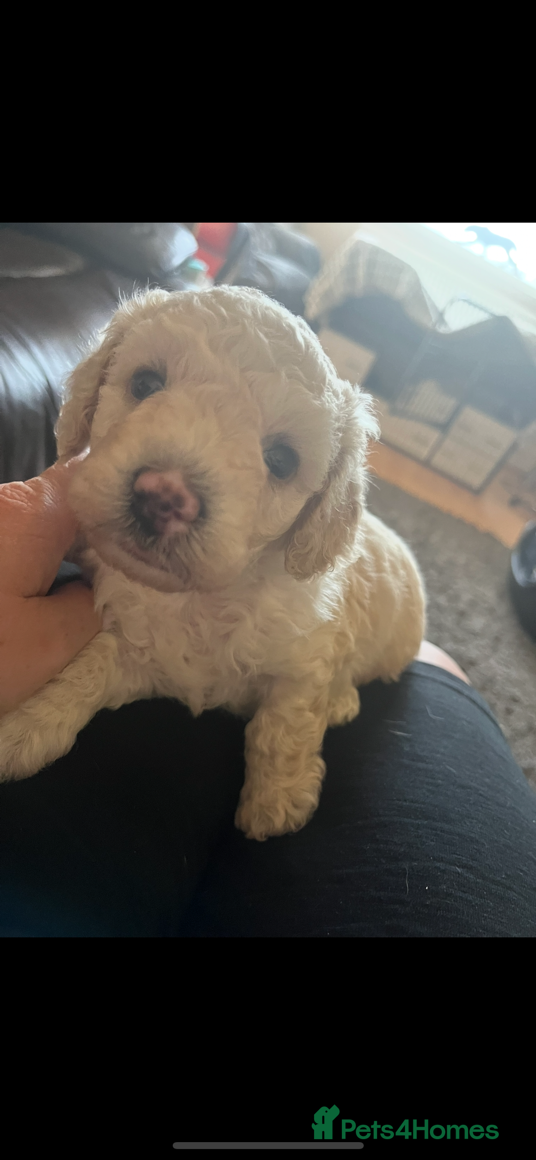 Poochon dogs for sale: 2 poochon girls available  - Image 12