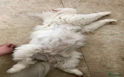 Persian cats for sale: Gorgeous Persian Cross Kittens  - Image 14