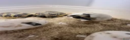 Tortoise reptiles for sale: Testudo Hermanni tortoises for sale-3 months old  - Advert 3