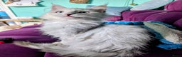Maine Coon cats for sale: Beautiful Pedigree Maine Coon kittens  - Advert 1