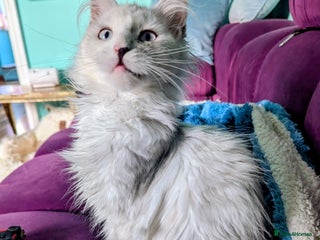 Maine Coon cats Beautiful Pedigree Maine Coon kittens - Advert 5