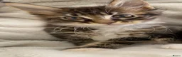 Maine Coon cats for sale: Mainecoon kittens  - Advert 14