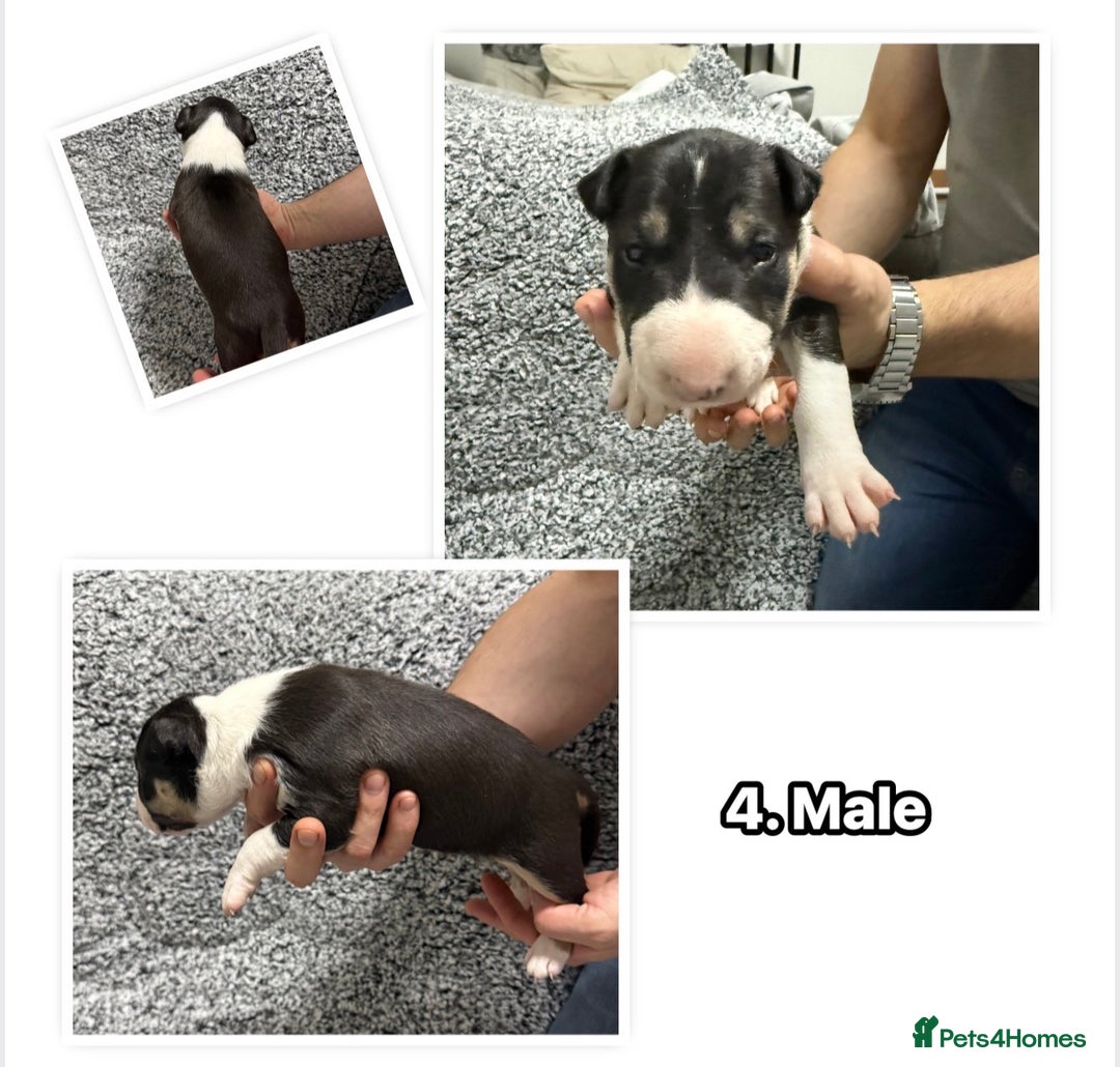 English Bull Terrier dogs for sale: KS-registered English Bull Terrier Puppies  - Advert 5